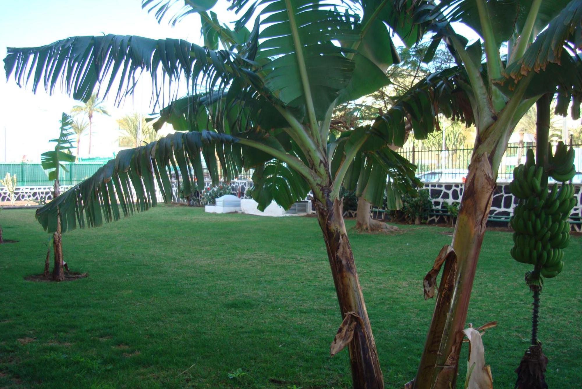 Los Cactus Playa del Inglés Zewnętrze zdjęcie