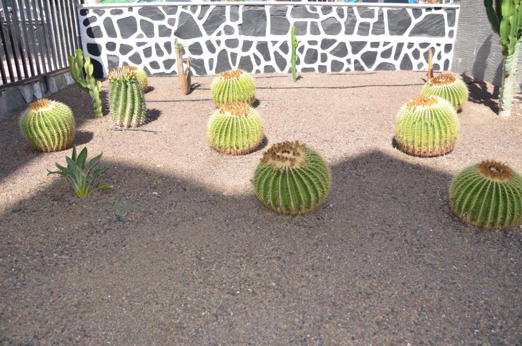 Los Cactus Playa del Inglés Zewnętrze zdjęcie